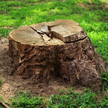 stump removal